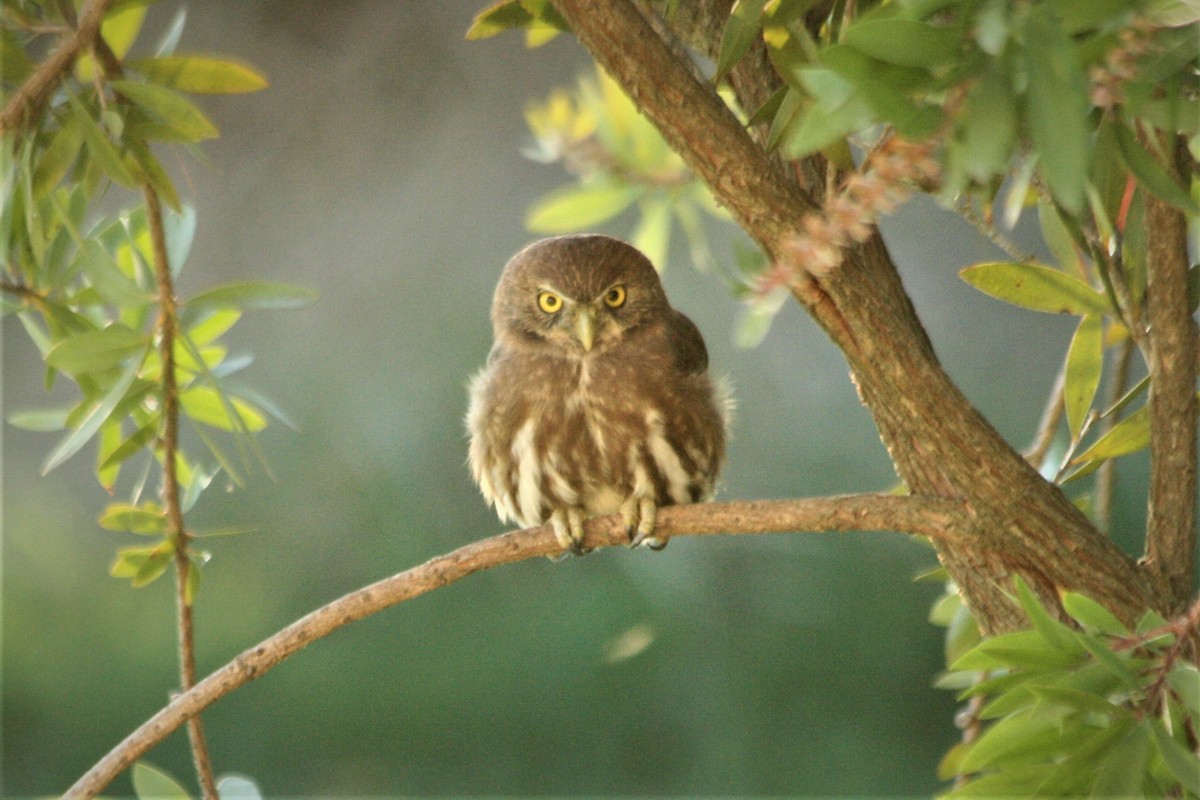 Austral Pygmy-Owl - Rosemary Scoffield