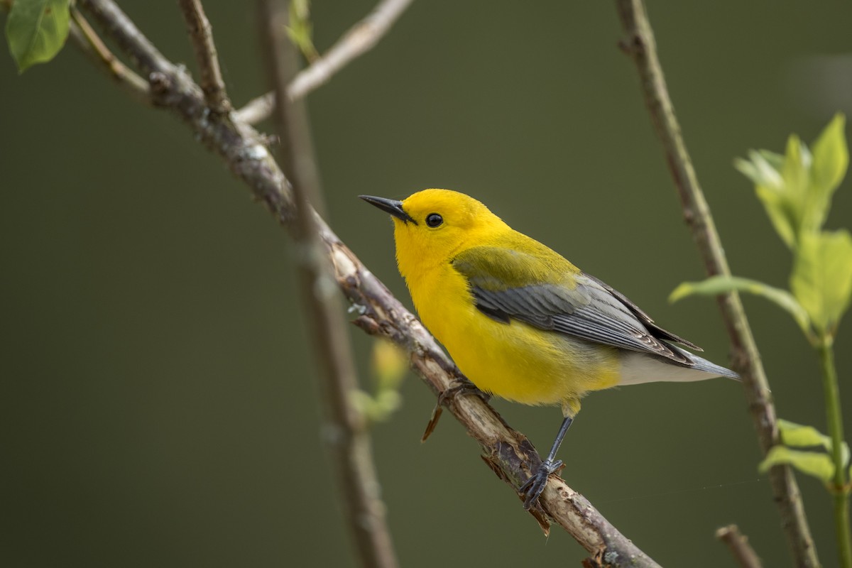 Prothonotary Warbler - ML330656211