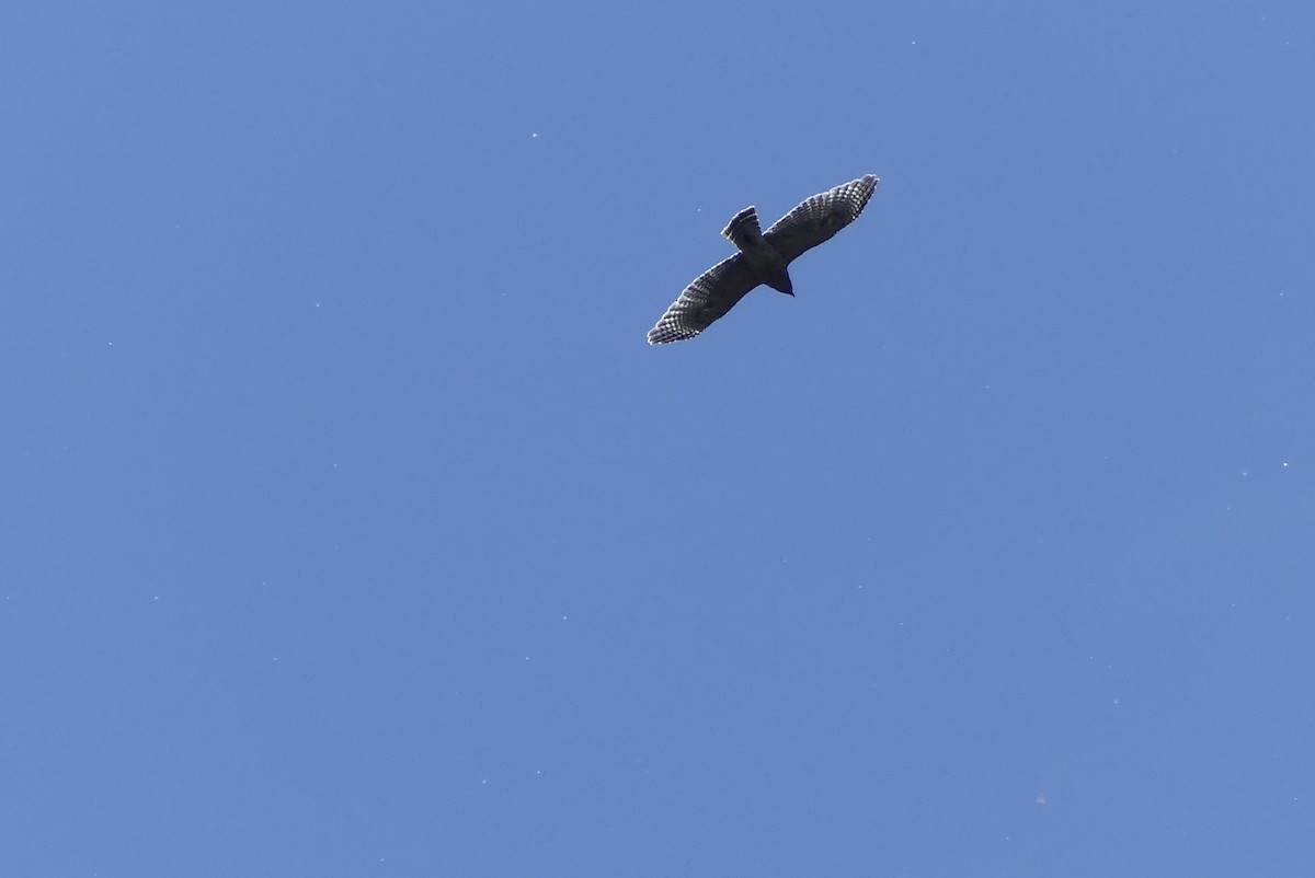 Red-shouldered Hawk - ML330656291