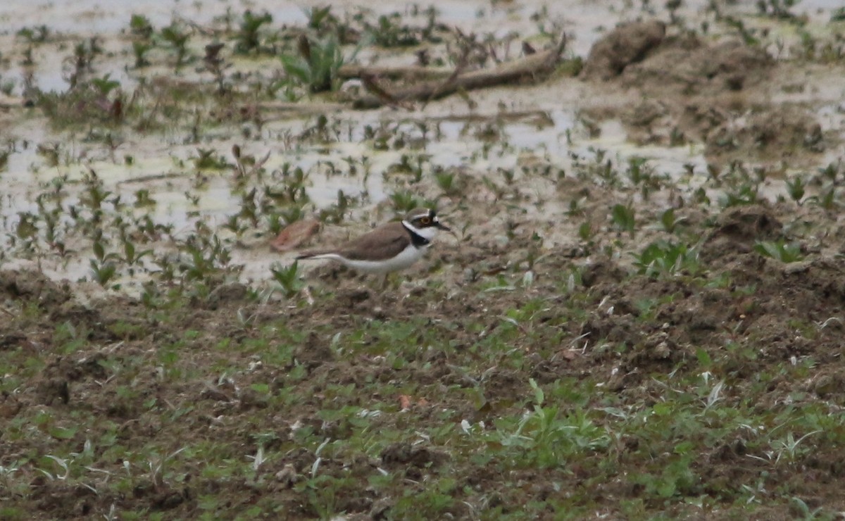 Little Ringed Plover - ML330657081