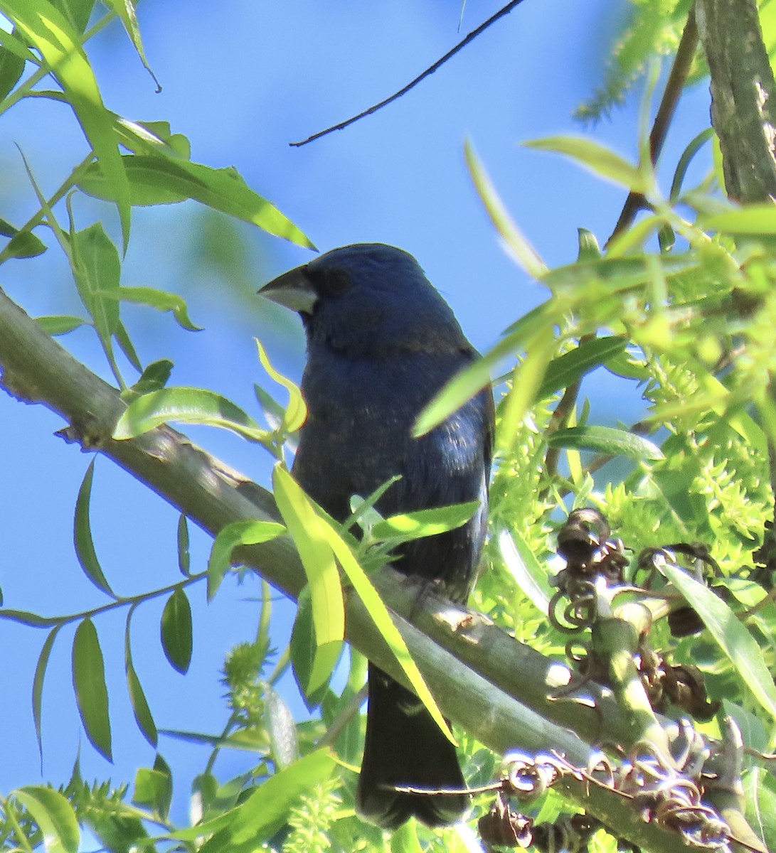 Blue Grosbeak - ML330657901