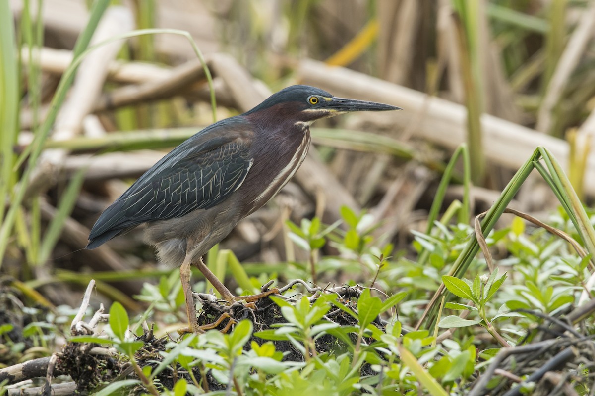 Green Heron - ML330658041