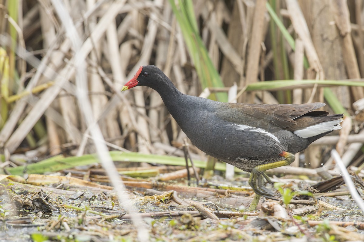 Common Gallinule - ML330658101
