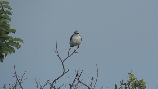 White-rumped Monjita - ML330658121