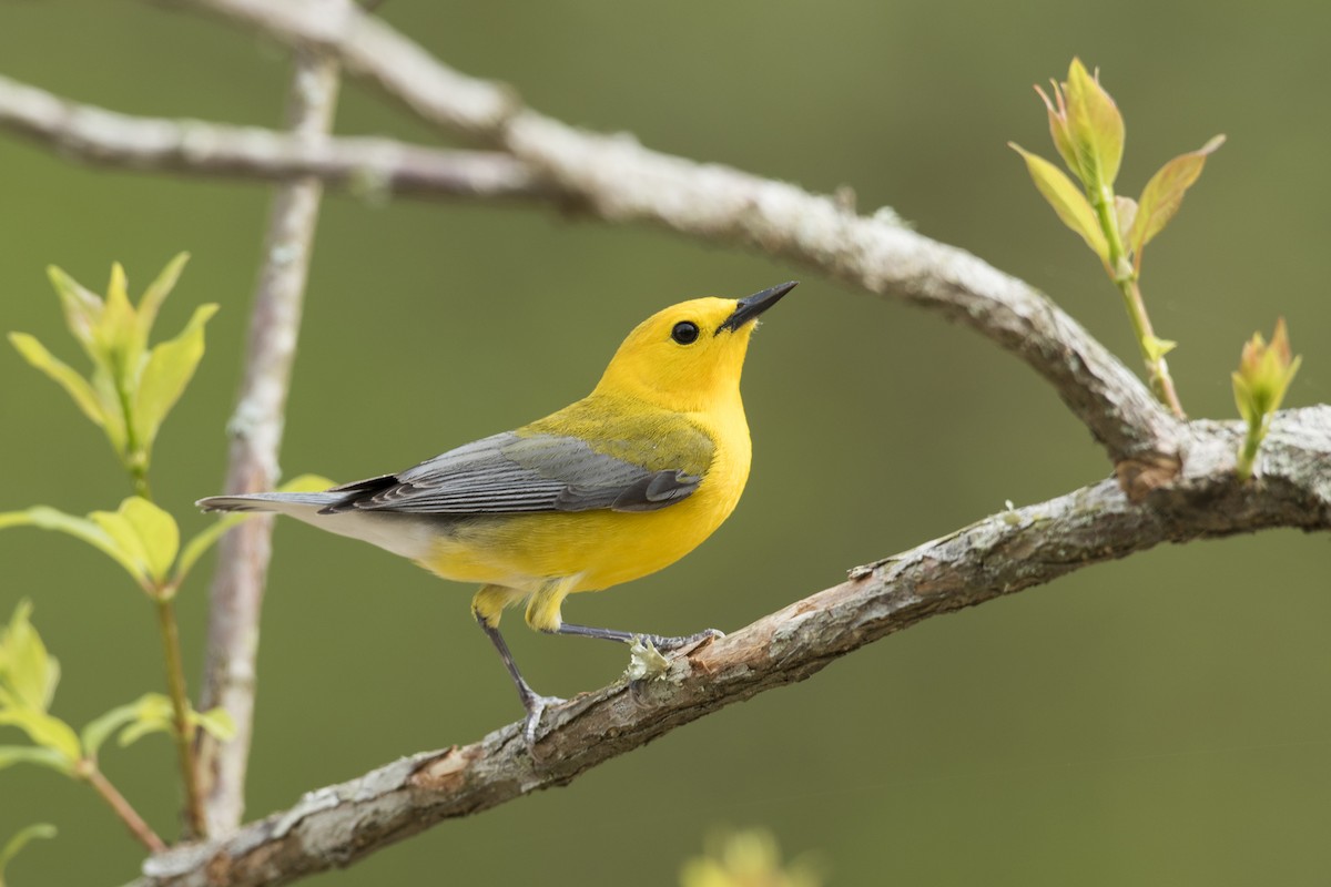 Prothonotary Warbler - ML330658191
