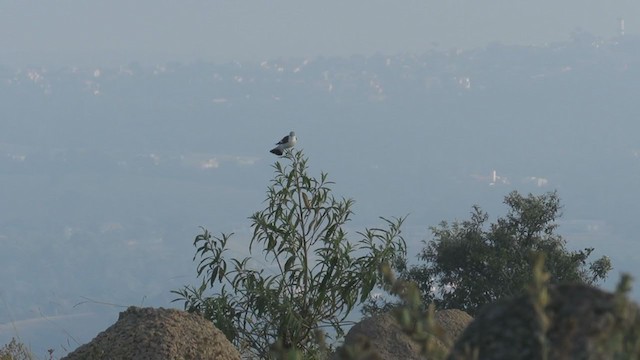 White-rumped Monjita - ML330659061