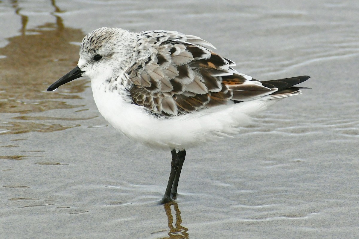 Sanderling - Phil Pickering