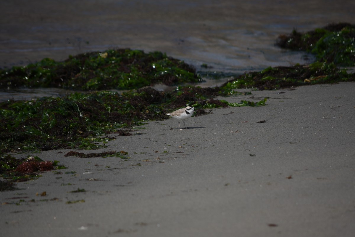 Snowy Plover - Franco  Villalobos