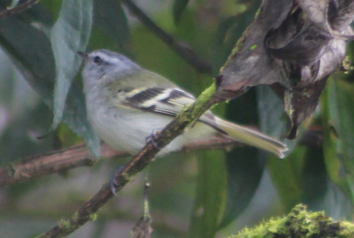 White-tailed Tyrannulet - ML330661071