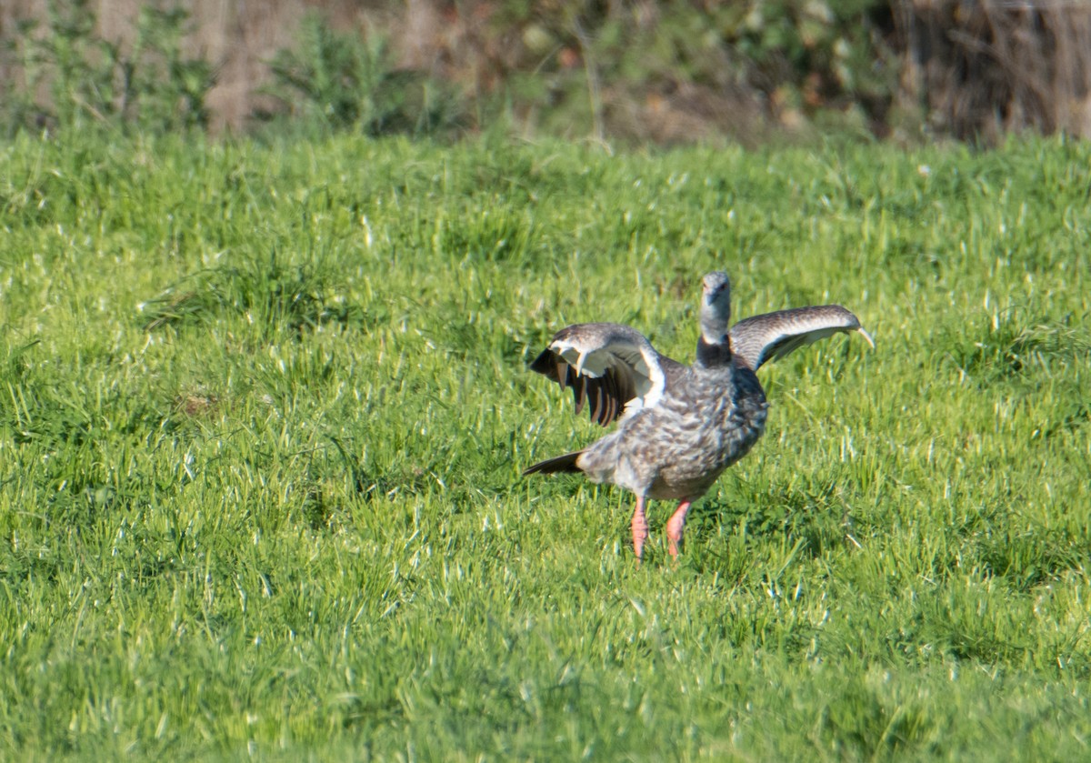 Southern Screamer - ML330661171