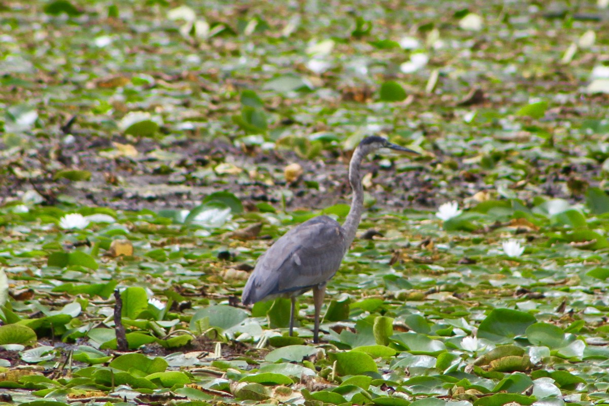 Great Blue Heron - ML33066121