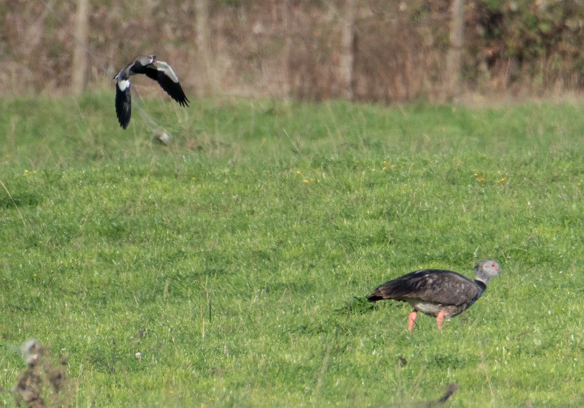 Southern Screamer - ML330661251