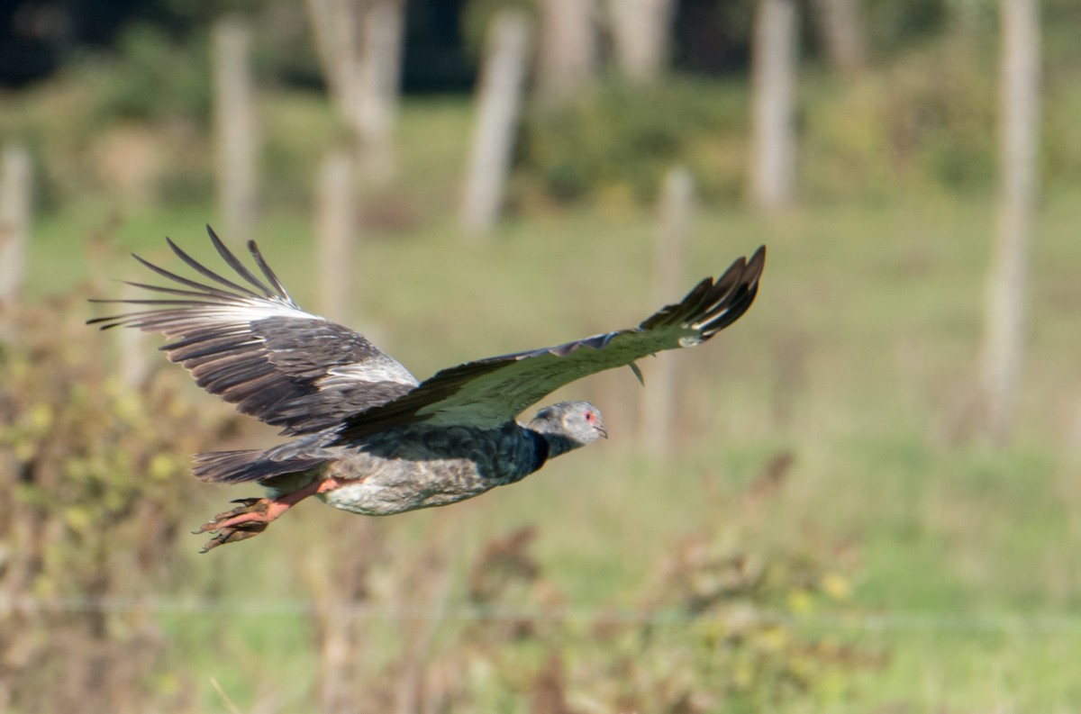 Southern Screamer - ML330661331