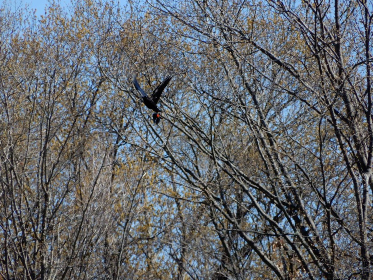 American Crow - Isaac Merson