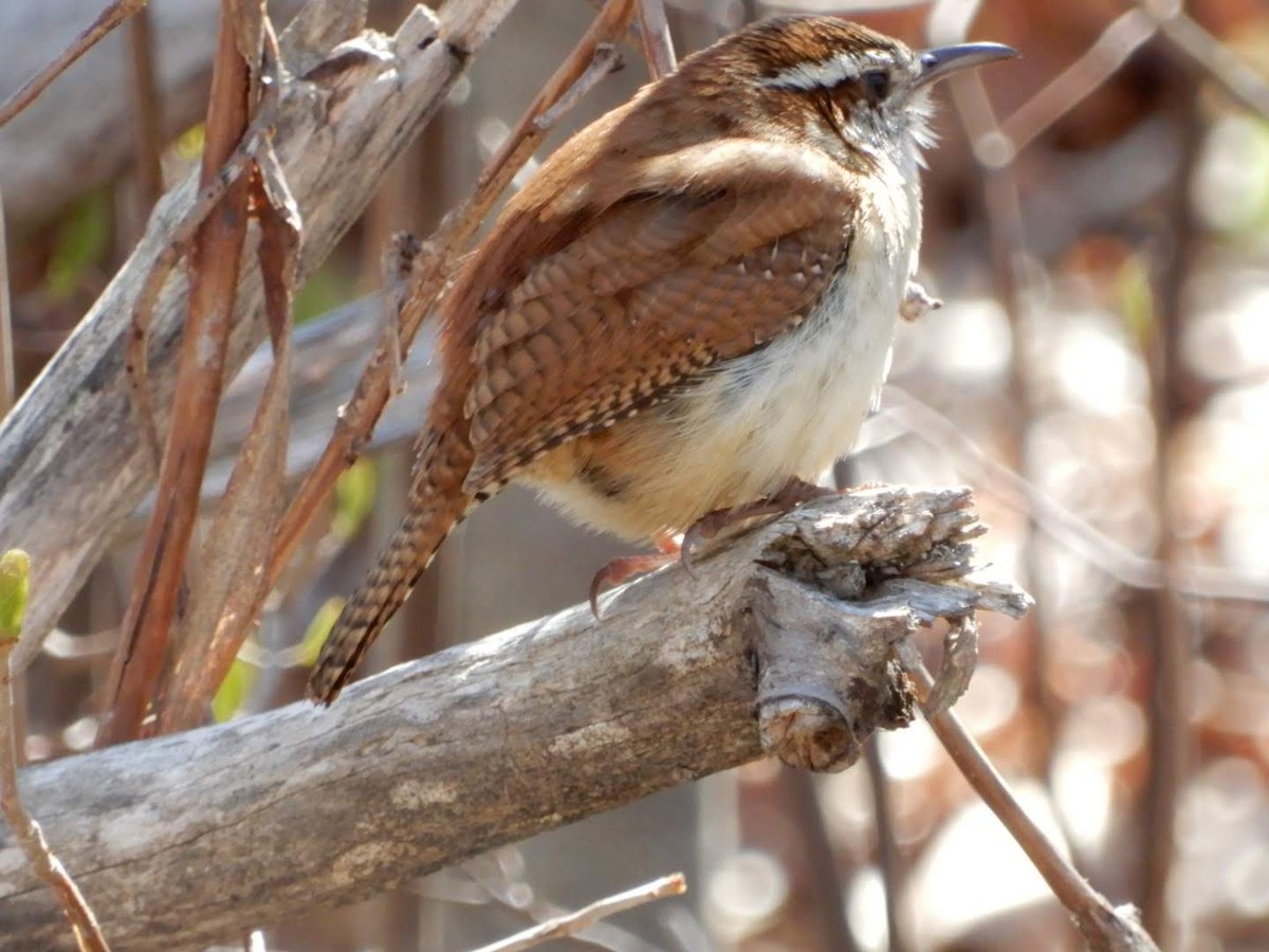 Carolina Wren - ML330661971