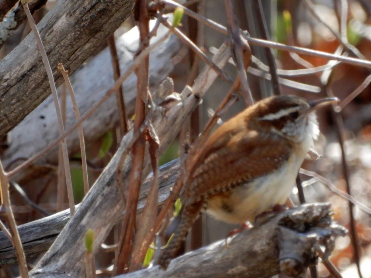 Carolina Wren - Isaac Merson