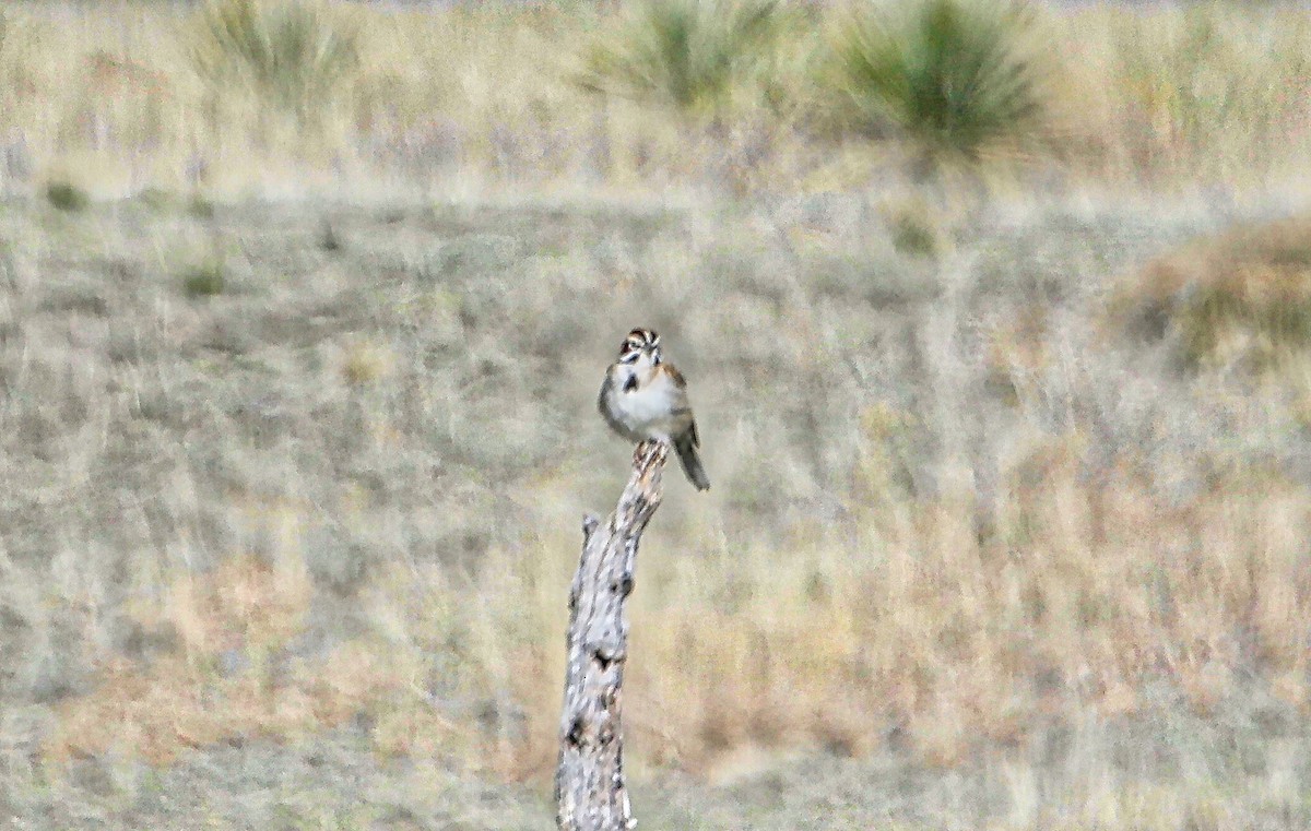 Lark Sparrow - ML330662121