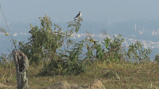 White-rumped Monjita - ML330662841