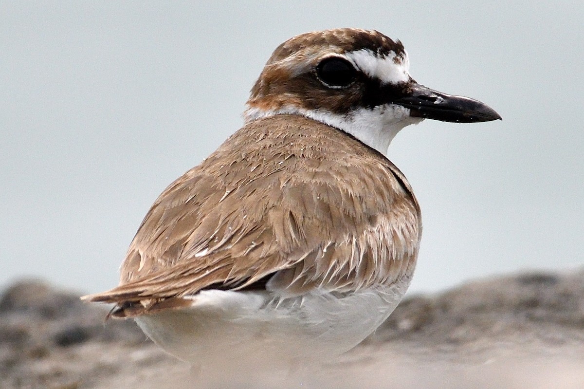 Wilson's Plover - ML330663111