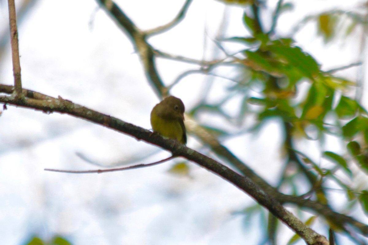 Connecticut Warbler - ML33066331