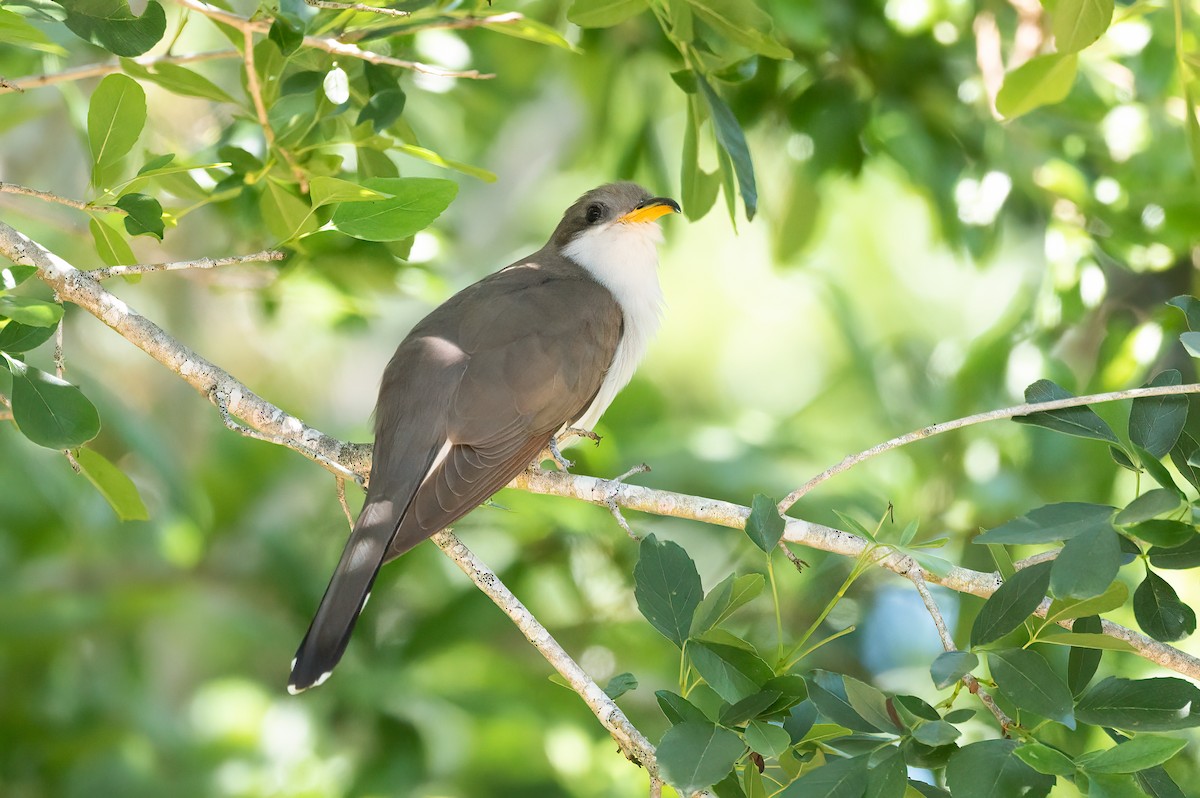 Yellow-billed Cuckoo - ML330664741