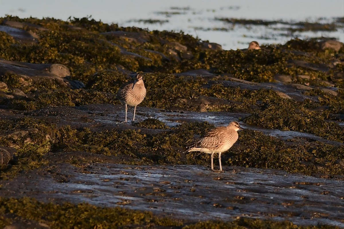 Whimbrel - ML330665611