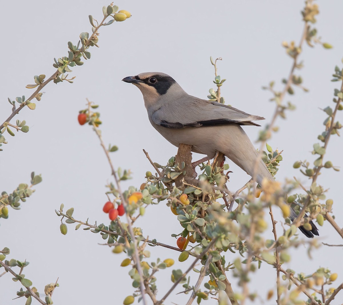 Hypocolius - Abdulrahman Al-Sirhan