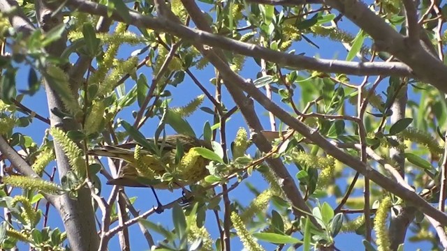 new world warbler sp. - ML330666671