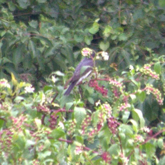 Eastern Kingbird - ML33066721