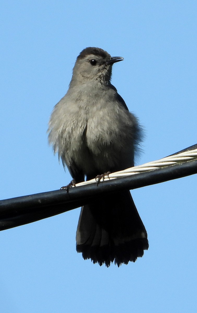 Gray Catbird - ML330668811