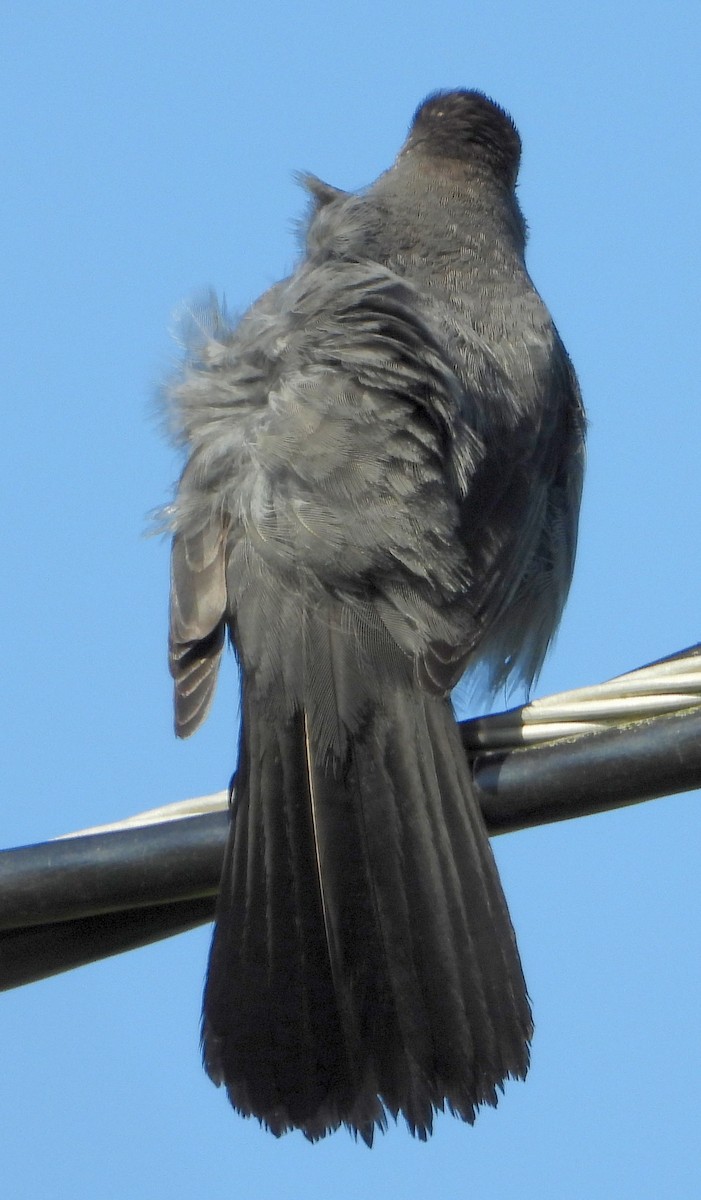Gray Catbird - ML330669011