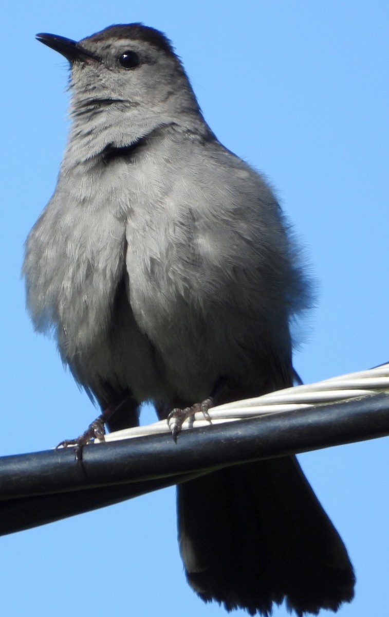 Gray Catbird - ML330669201
