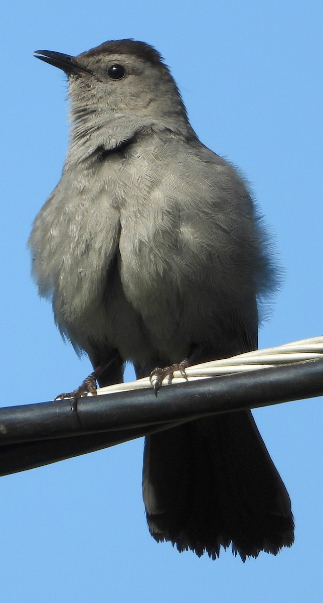 Gray Catbird - ML330669411