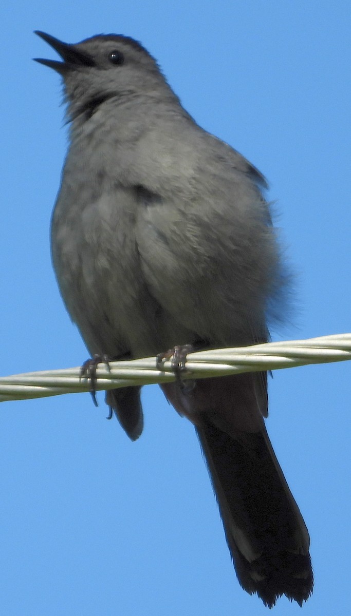 Gray Catbird - ML330669591
