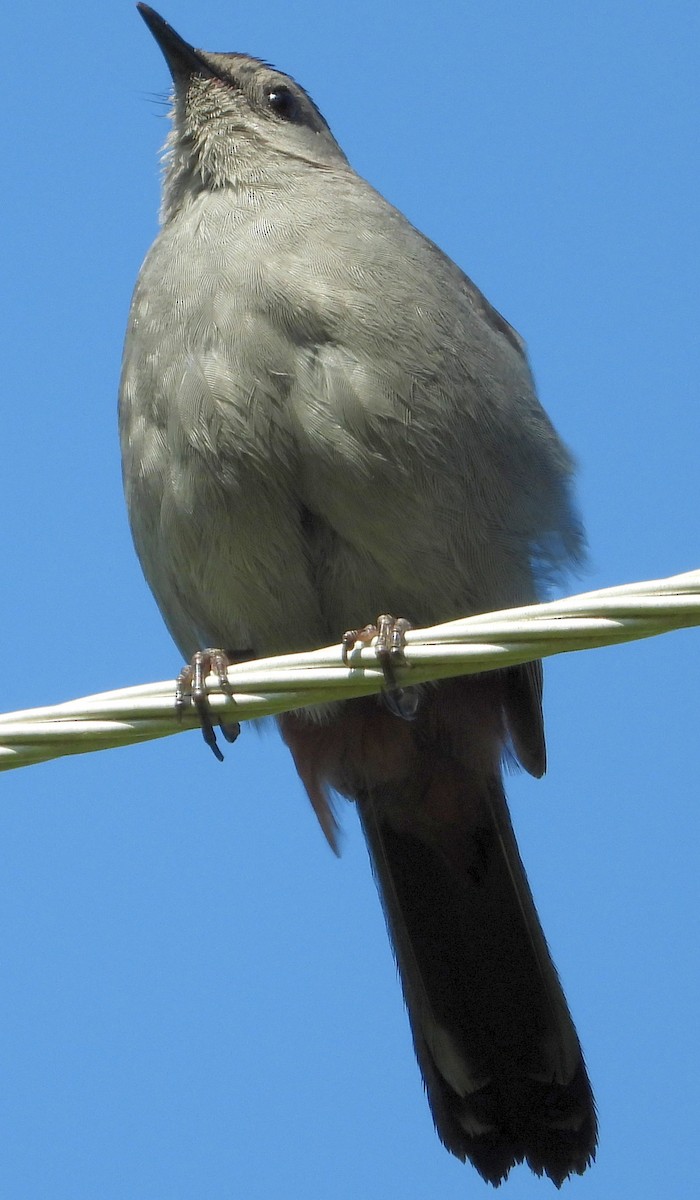 Gray Catbird - ML330669761