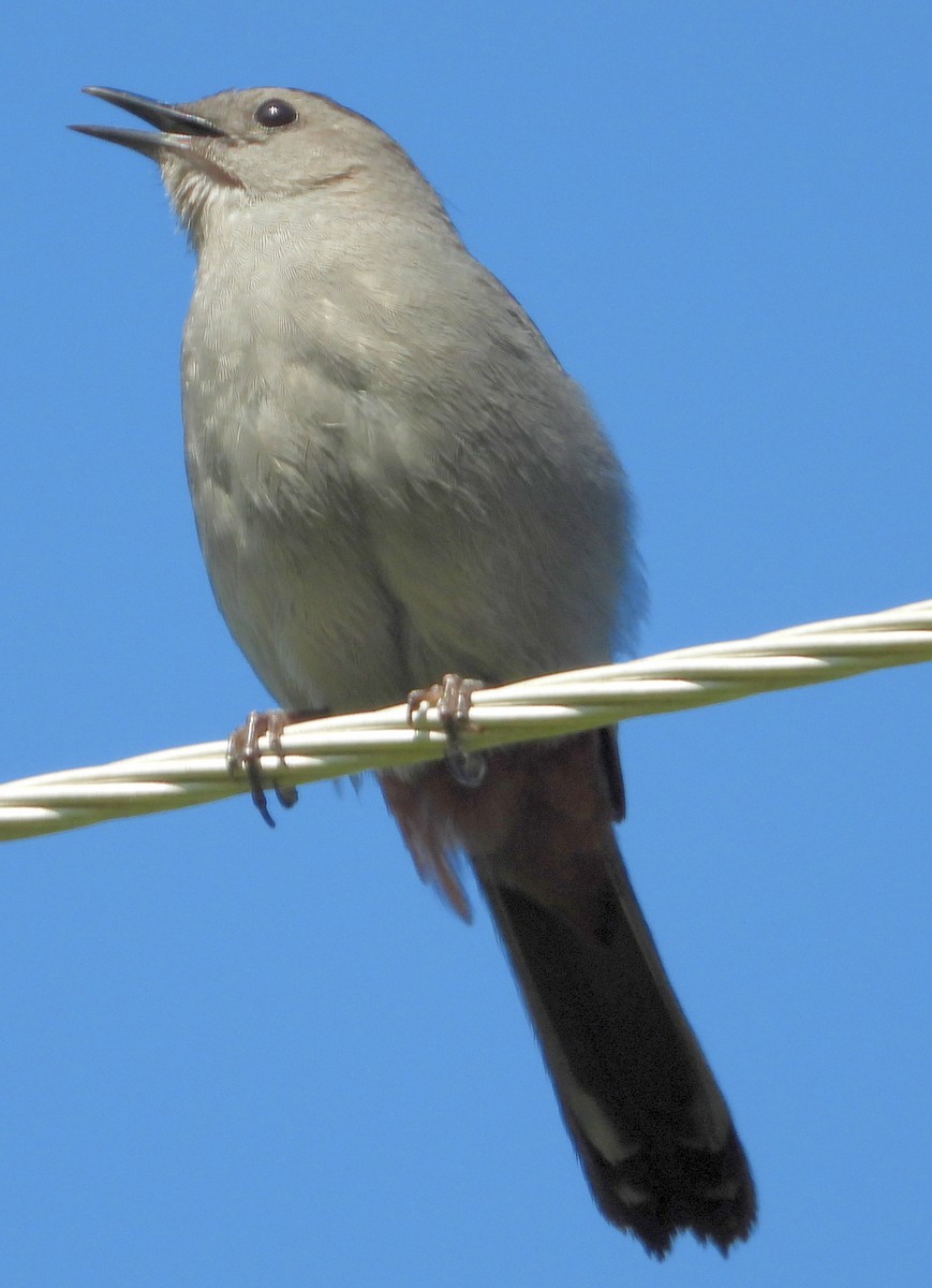 Gray Catbird - ML330669871