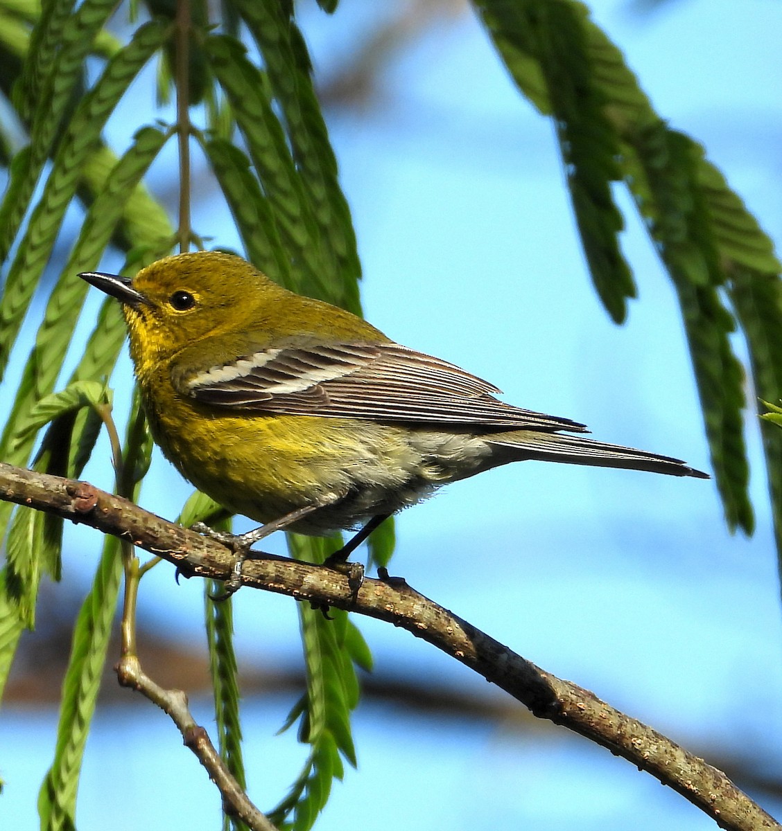 Pine Warbler - ML330671131