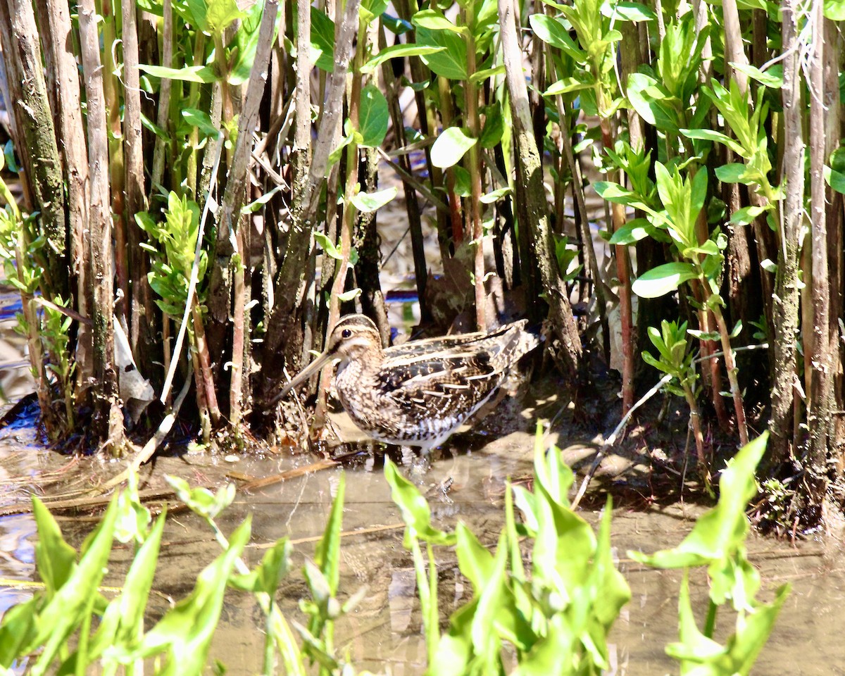 Wilson's Snipe - ML330671241