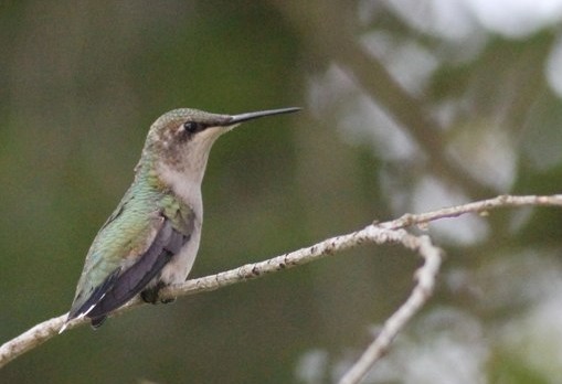 Ruby-throated Hummingbird - ML33067611