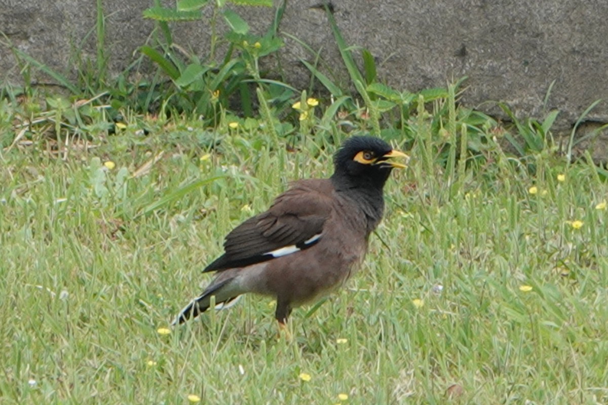 Common Myna - Masayuki Shimada (Japan-Birding)