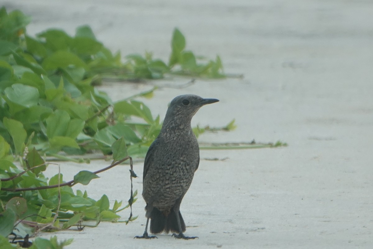 Blue Rock-Thrush - Masayuki Shimada (Japan-Birding)