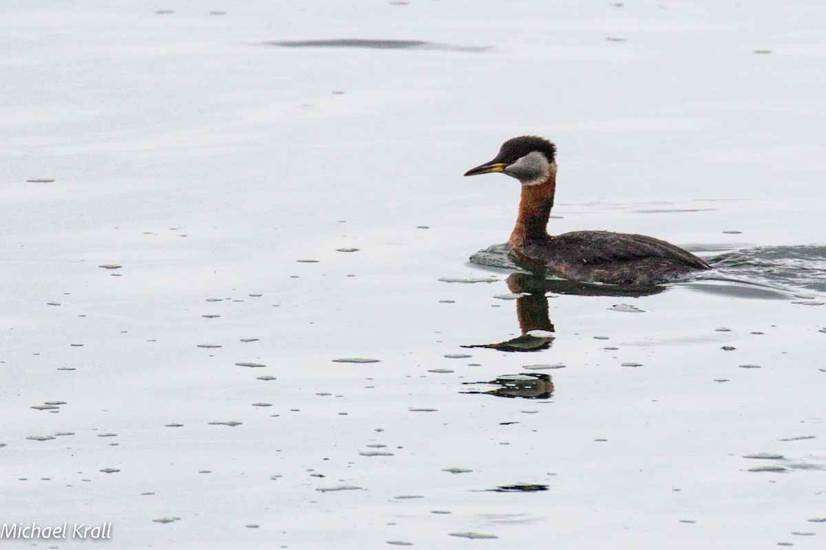 Red-necked Grebe - Michael Krall