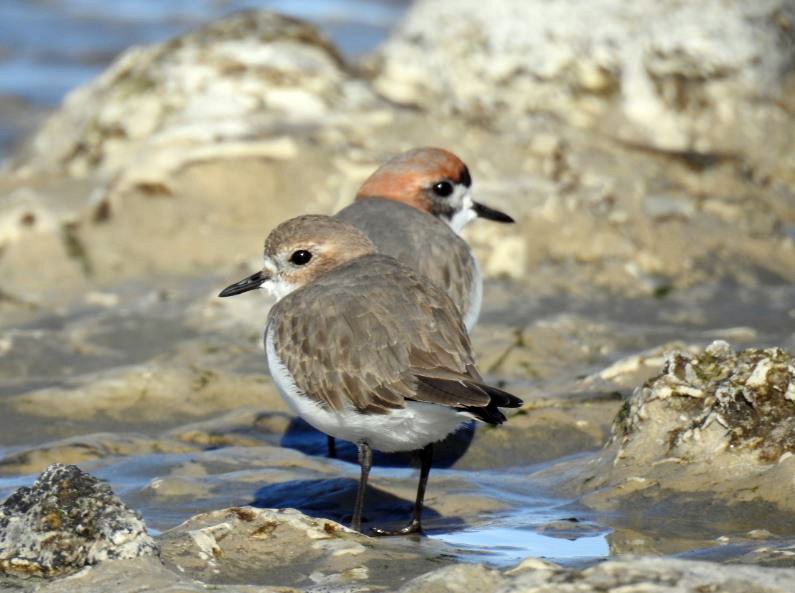 Two-banded Plover - ML330679151