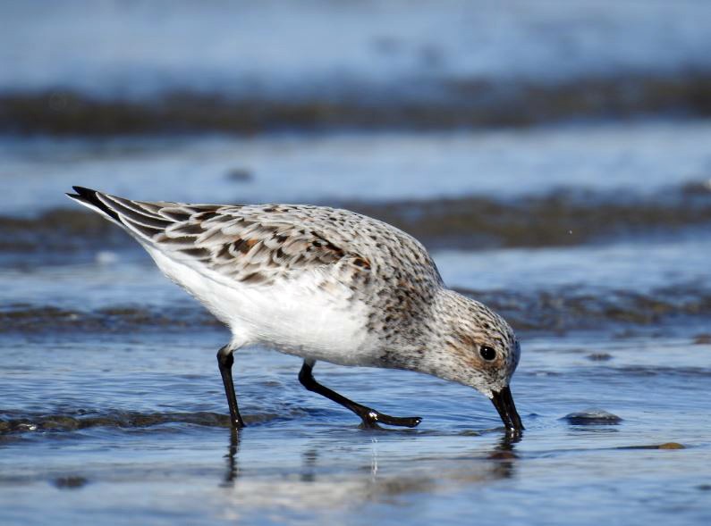 Bécasseau sanderling - ML330679241