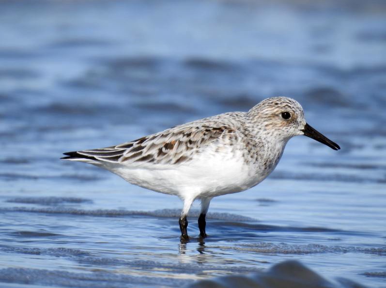 Bécasseau sanderling - ML330679251