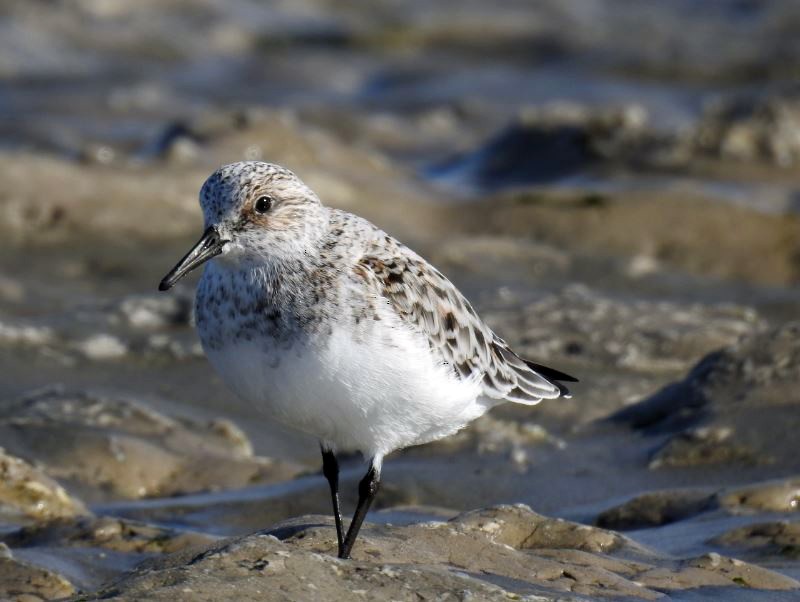 Bécasseau sanderling - ML330679281