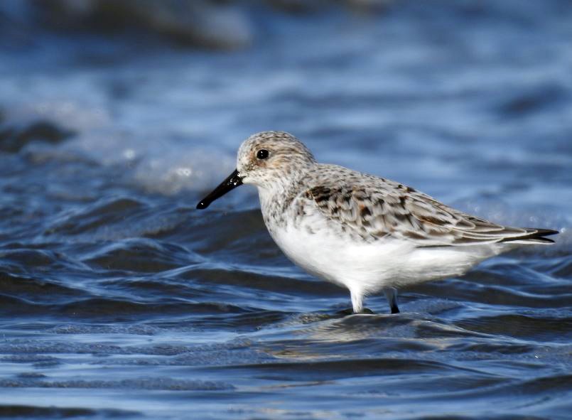 Bécasseau sanderling - ML330679291