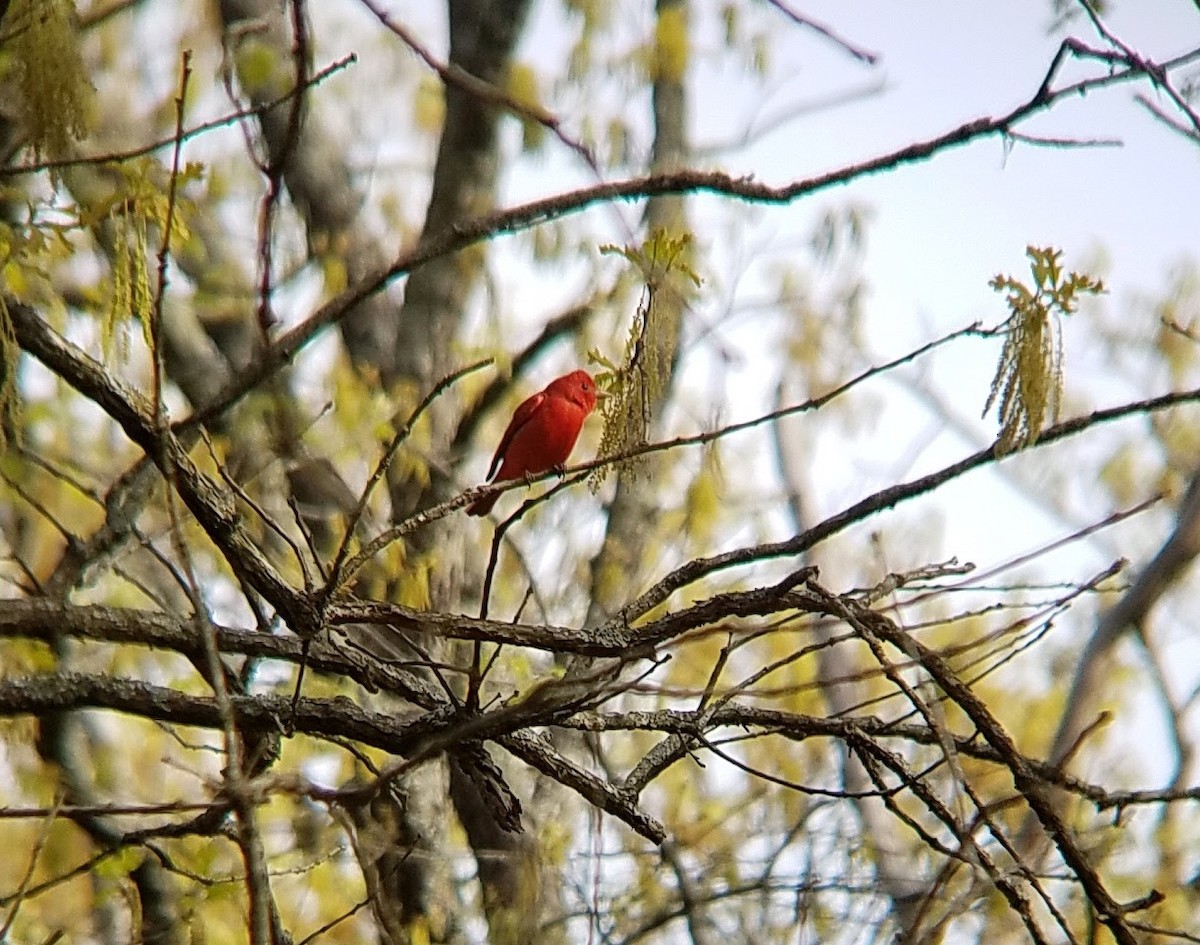 Summer Tanager - Cathy Yungbluth