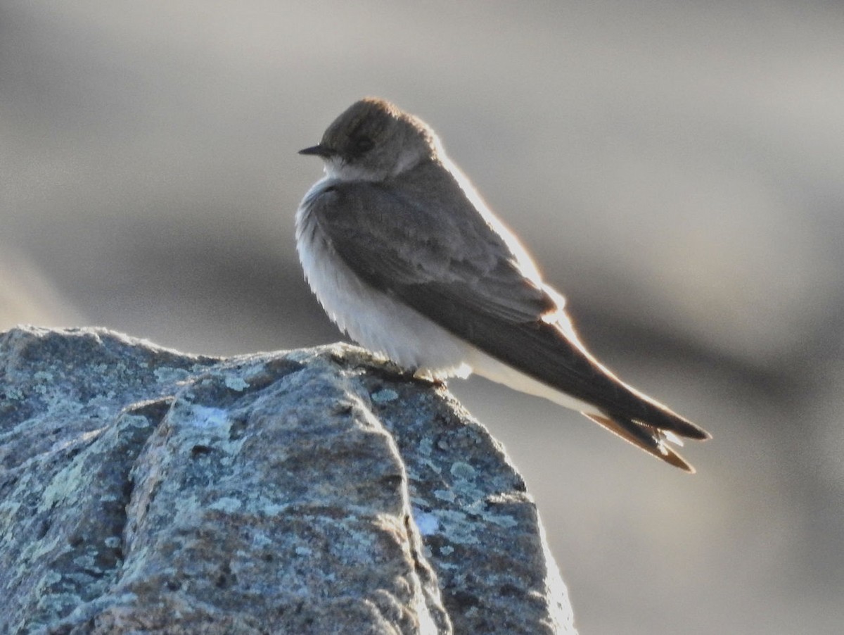 Northern Rough-winged Swallow - Carolyn Longworth