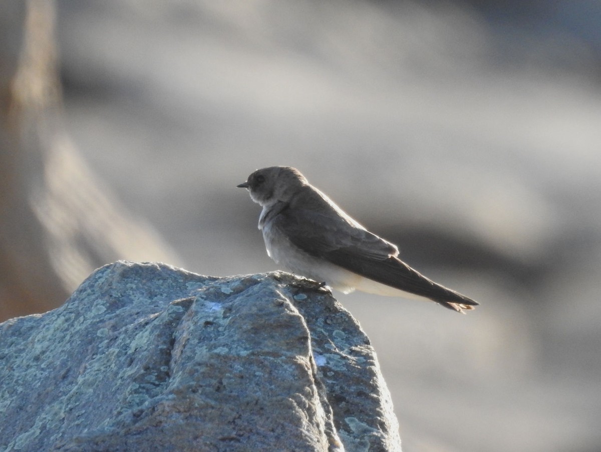 Northern Rough-winged Swallow - ML330681251